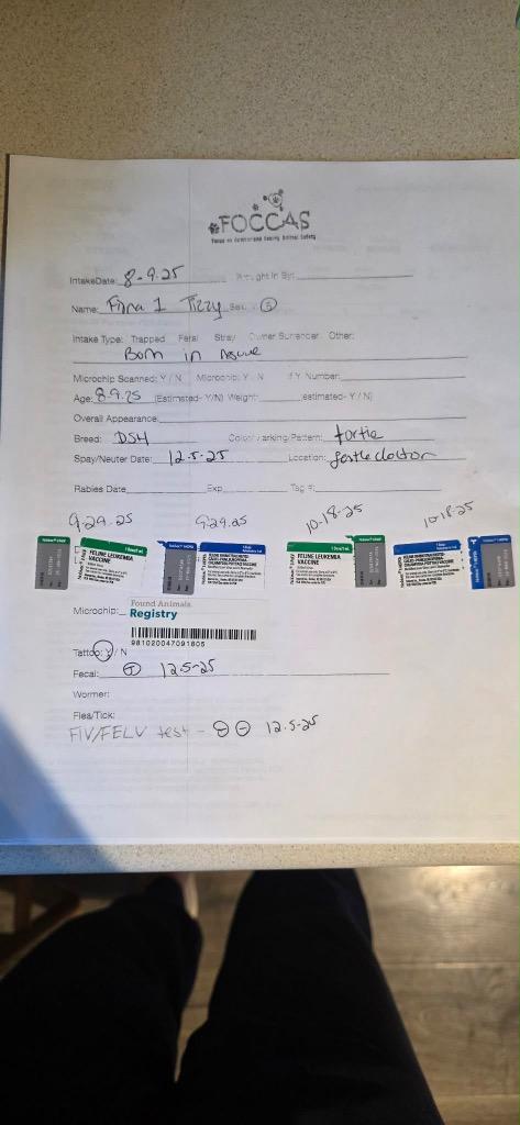 Enlarge Tizzy, a Adopted Domestic Short Hair in Crossville, TN image 4/6