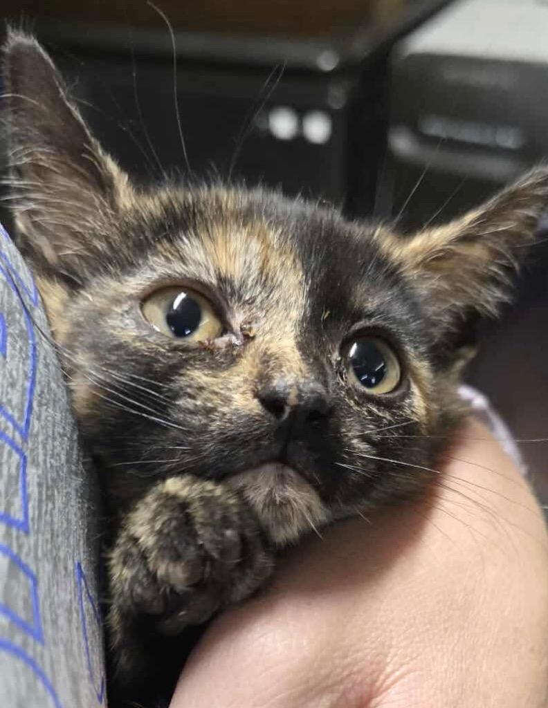 Enlarge Tizzy, a Adopted Domestic Short Hair in Crossville, TN image 5/6