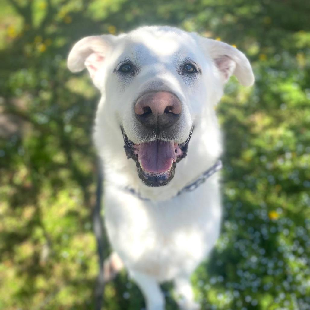 Denver, Adoptable, Senior Male Great Pyrenees & Labrador Retriever.