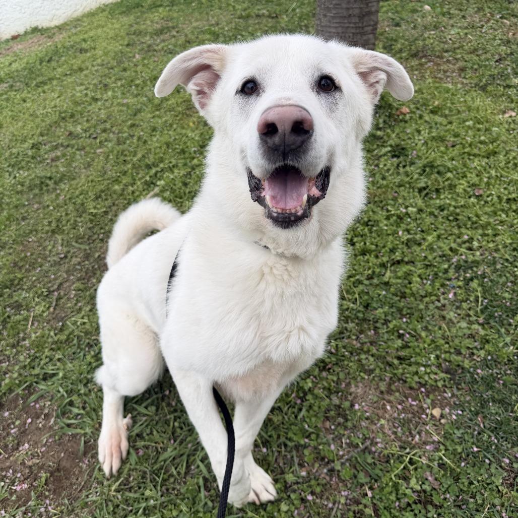 Enlarge Denver, a Adoptable mixed breed in Perkiomenville, PA image 2/6