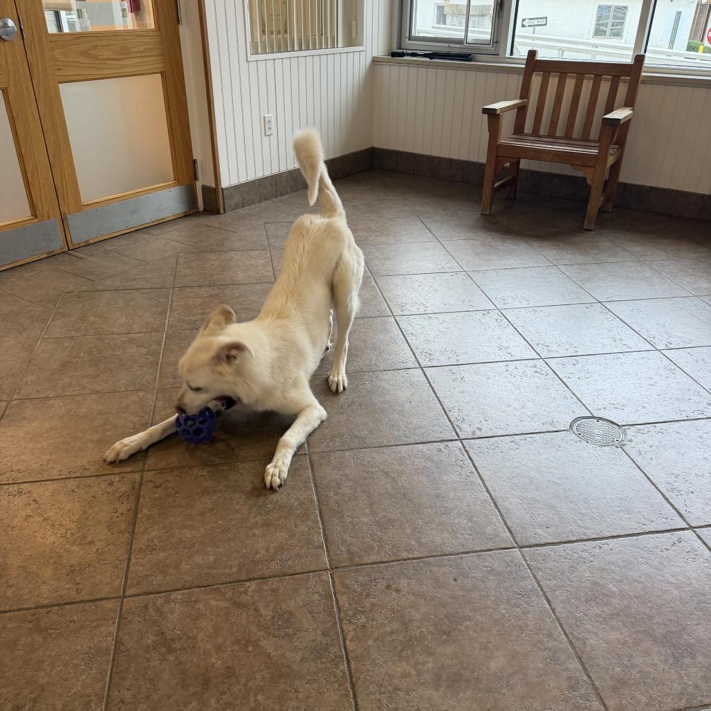 Enlarge Denver, a Adoptable mixed breed in Perkiomenville, PA image 3/6
