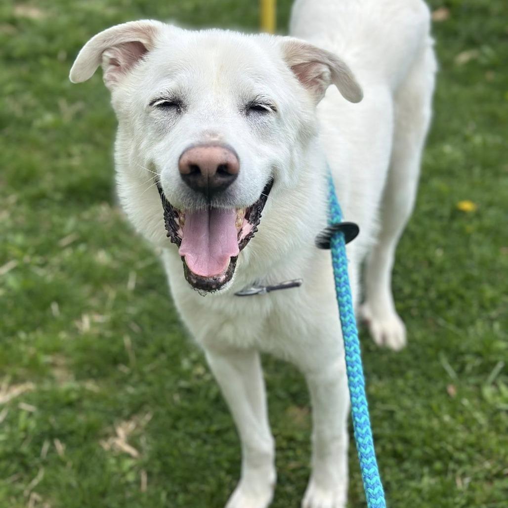 Enlarge Denver, a Adoptable mixed breed in Perkiomenville, PA image 5/6