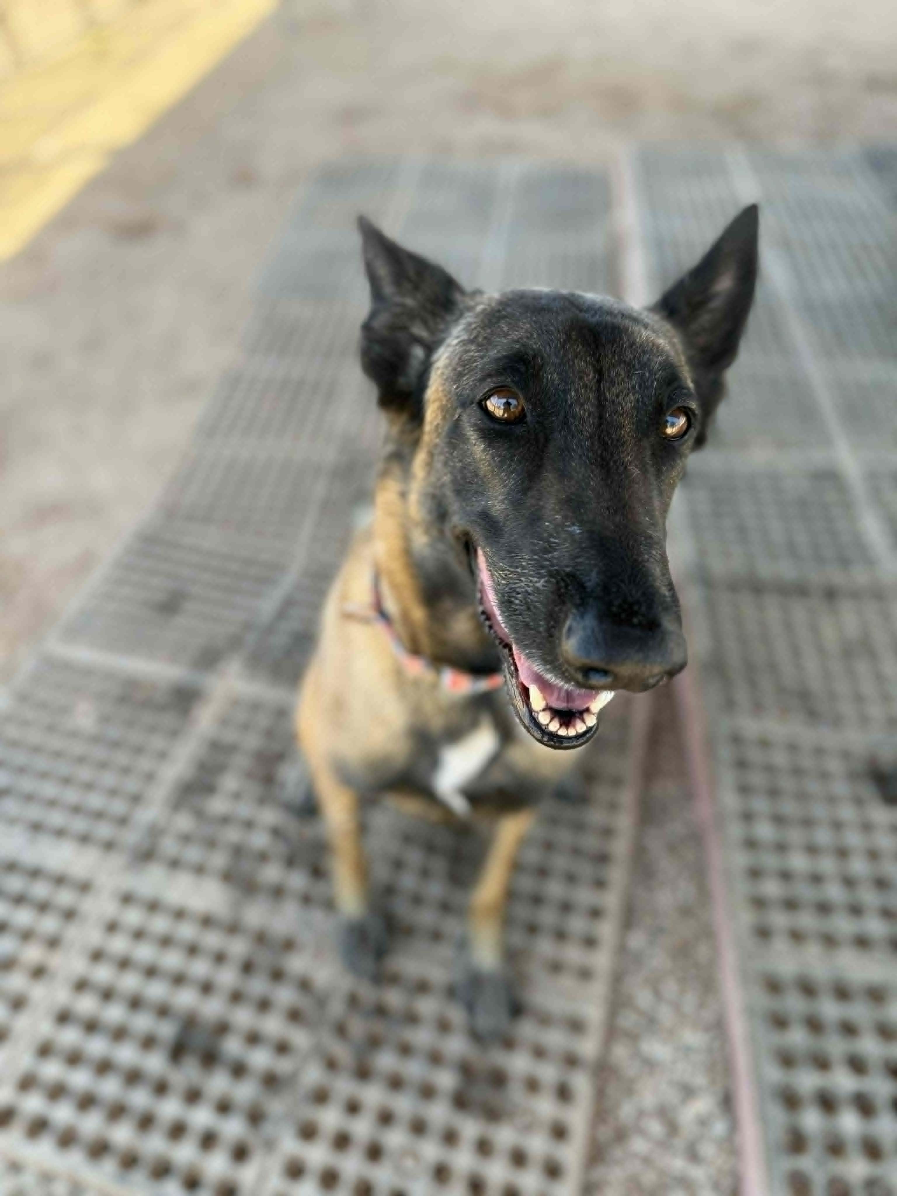 Enlarge Nikki, a ADOPTABLE mixed breed in Glendale, AZ image 4/5