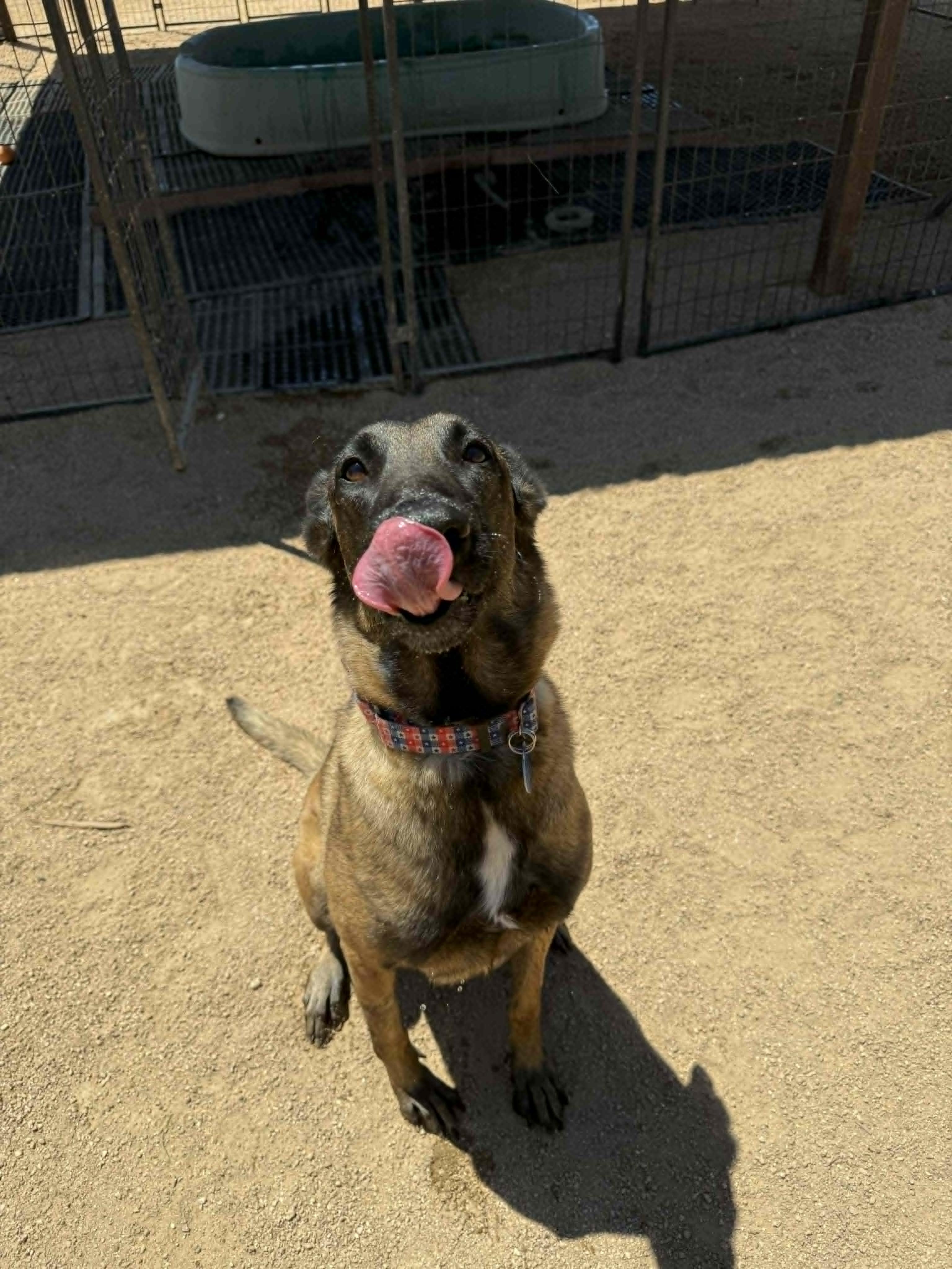 Enlarge Nikki, a ADOPTABLE mixed breed in Glendale, AZ image 2/5