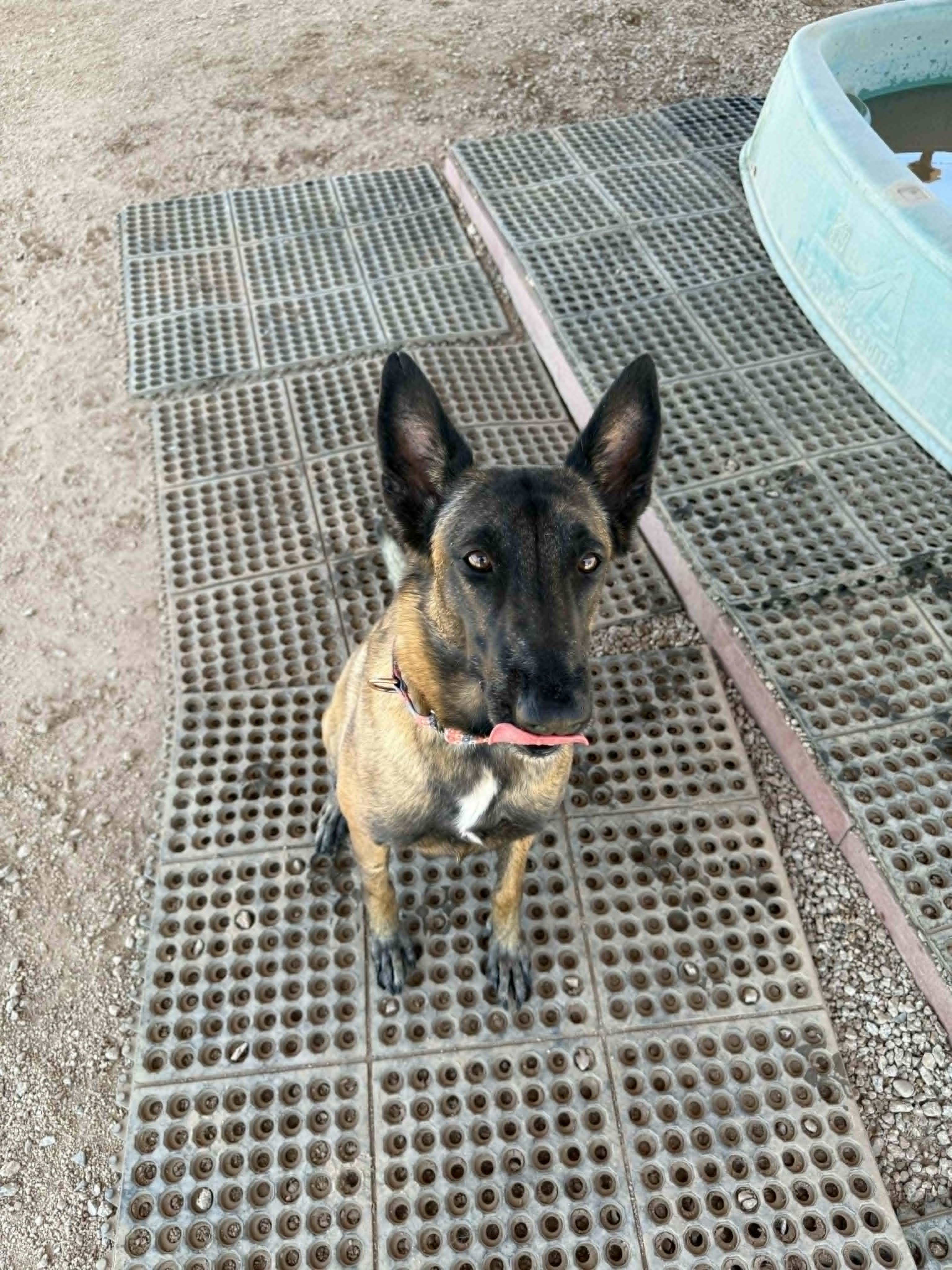 Enlarge Nikki, a ADOPTABLE mixed breed in Glendale, AZ image 5/5