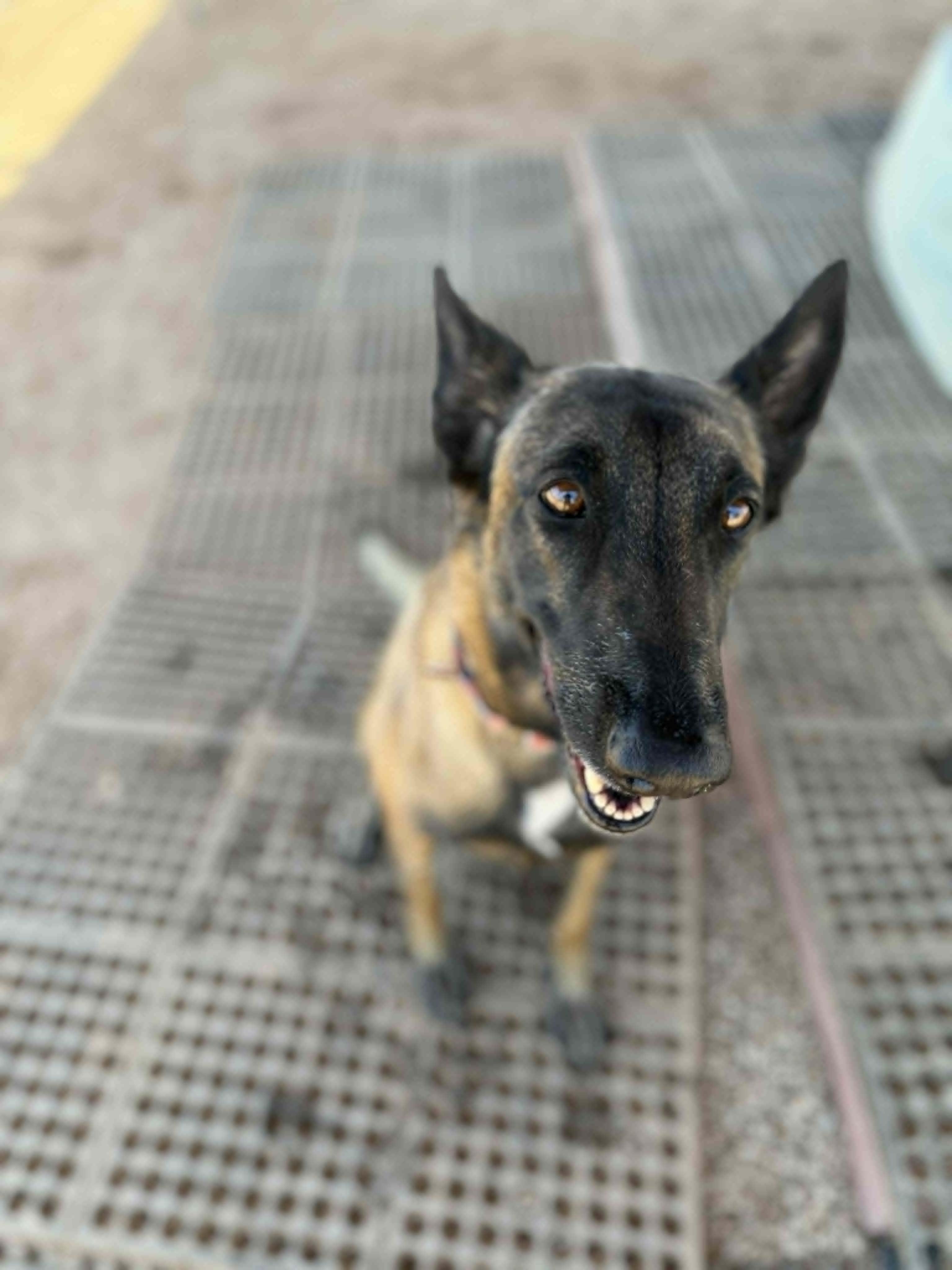 Enlarge Nikki, a ADOPTABLE mixed breed in Glendale, AZ image 3/5