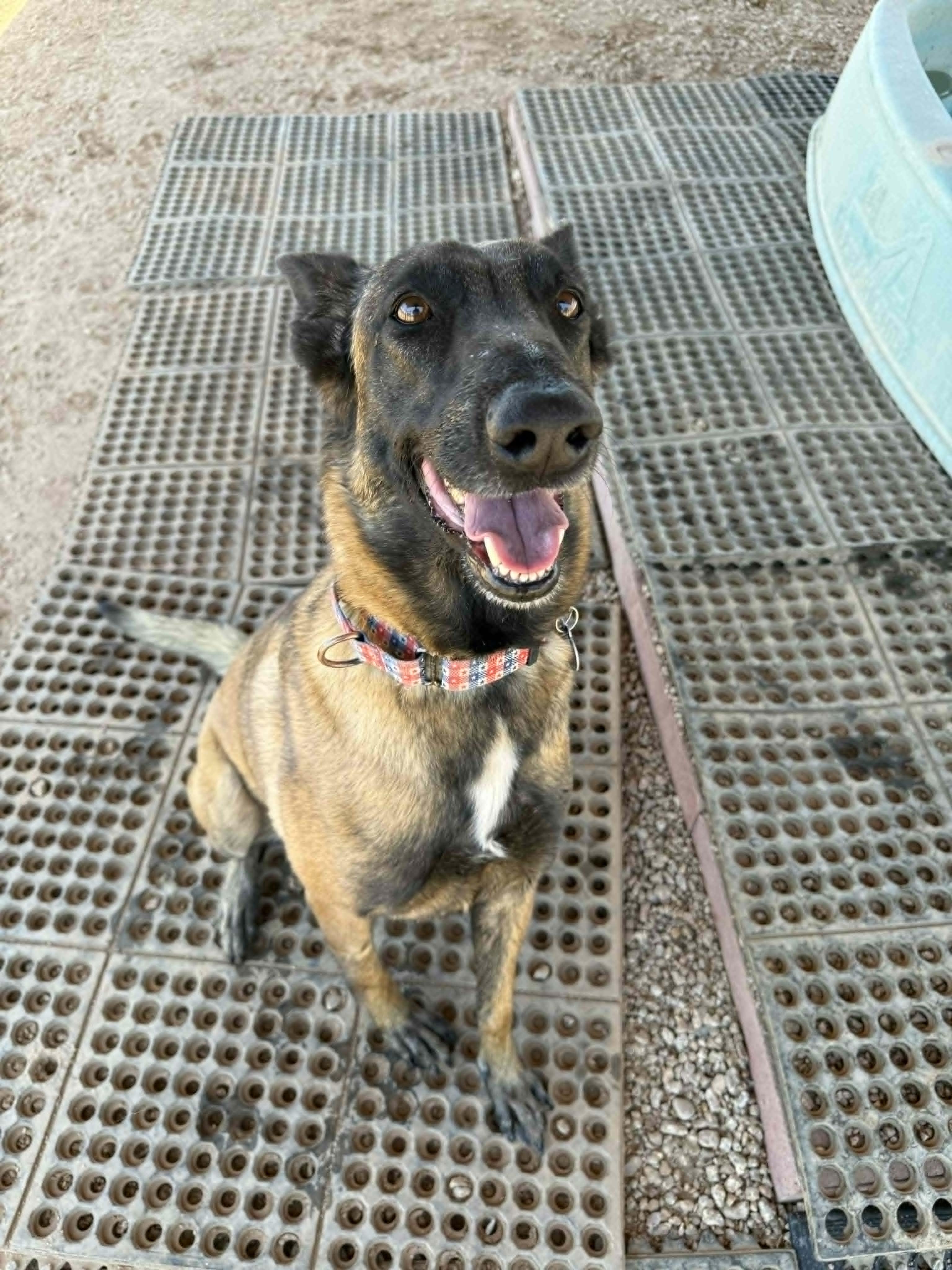 Nikki, ADOPTABLE, Young Female Belgian Shepherd / Malinois.