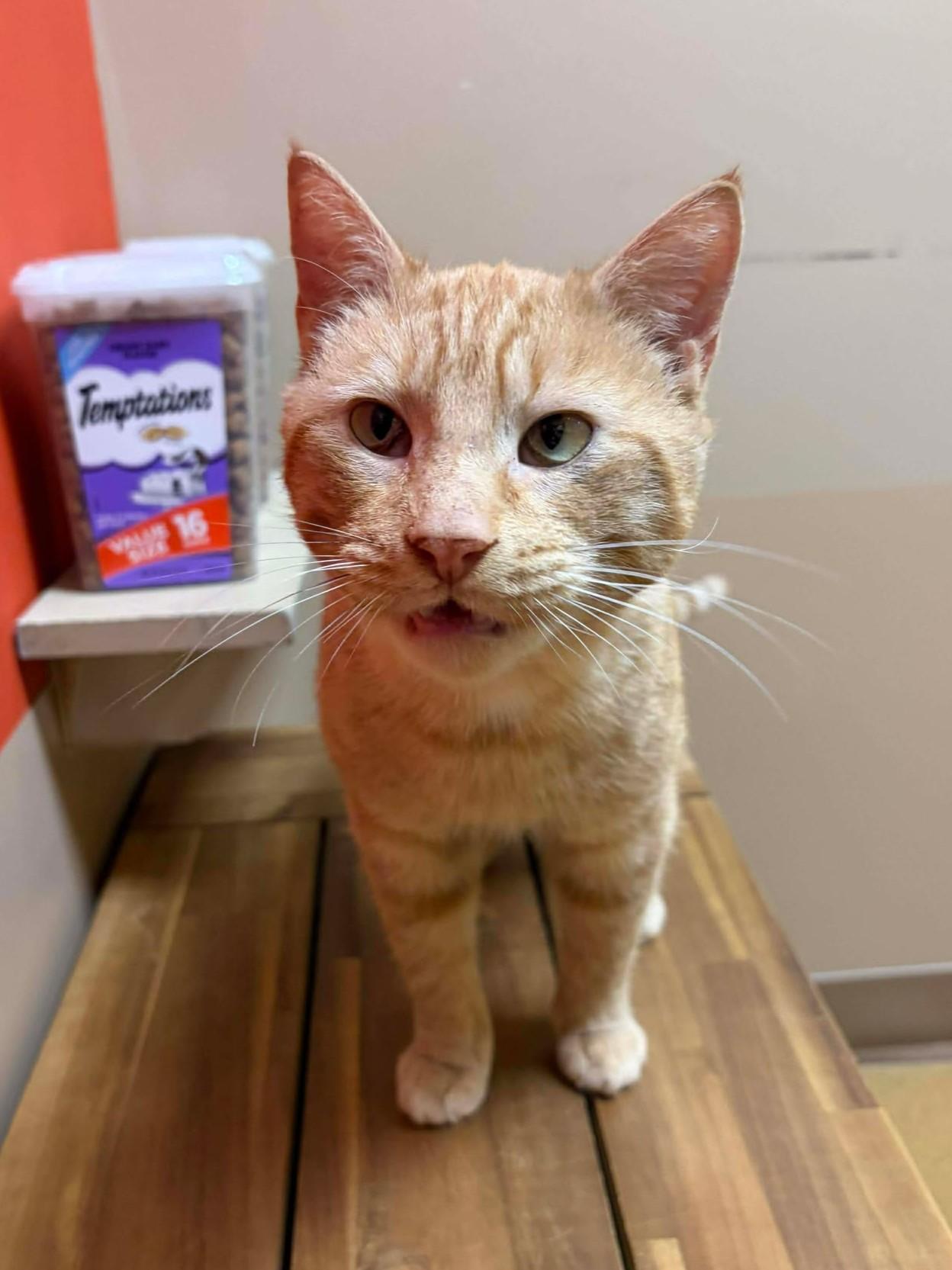 Cheeto, ADOPTABLE, Adult Male Domestic Short Hair.