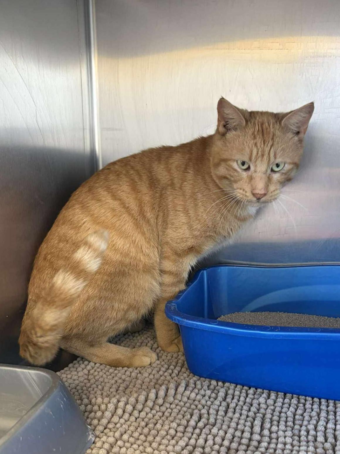 Cheeto, a ADOPTABLE mixed breed in Maryville, MO image 2/4