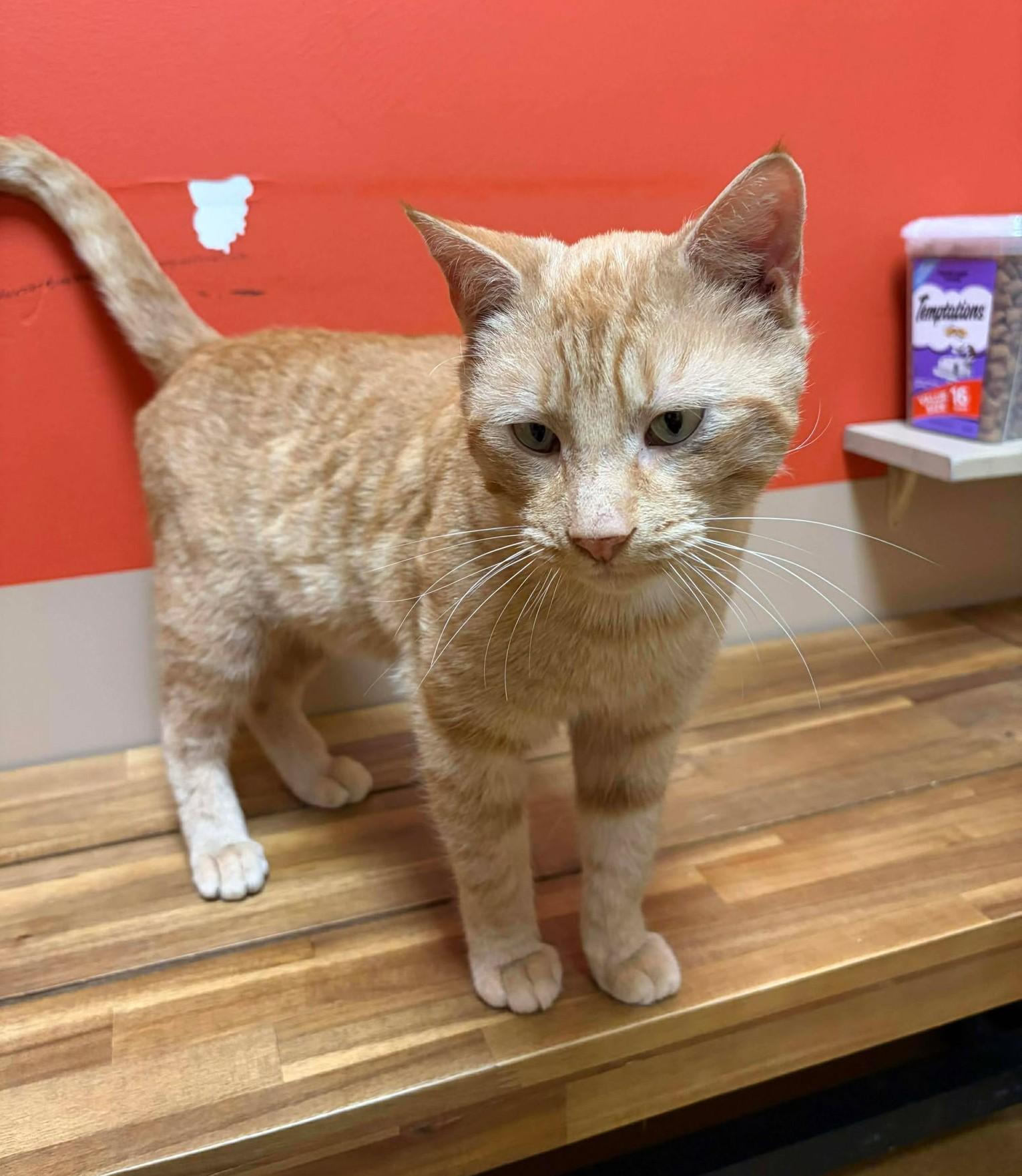 Cheeto, a ADOPTABLE mixed breed in Maryville, MO image 3/4