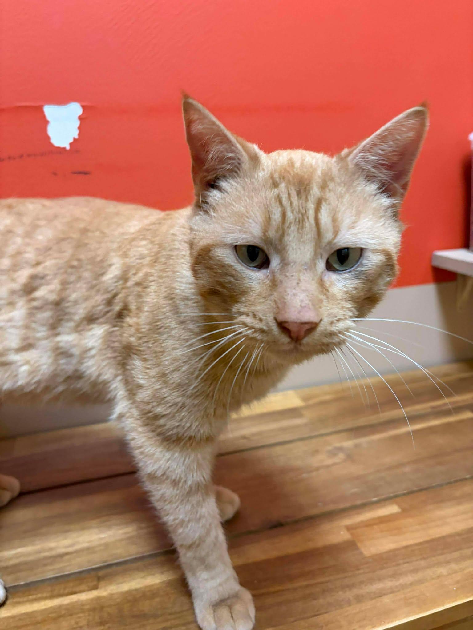 Cheeto, a ADOPTABLE mixed breed in Maryville, MO image 4/4