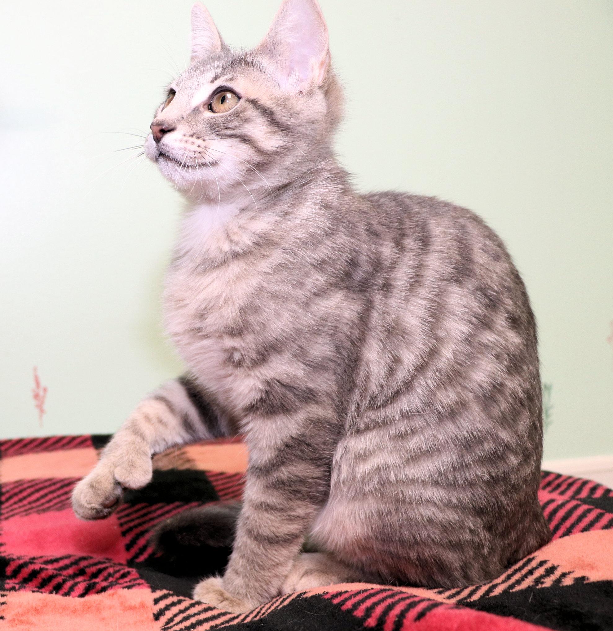 Enlarge Stu Lou Who, an adopted mixed breed in Cincinnati, OH image 3/3