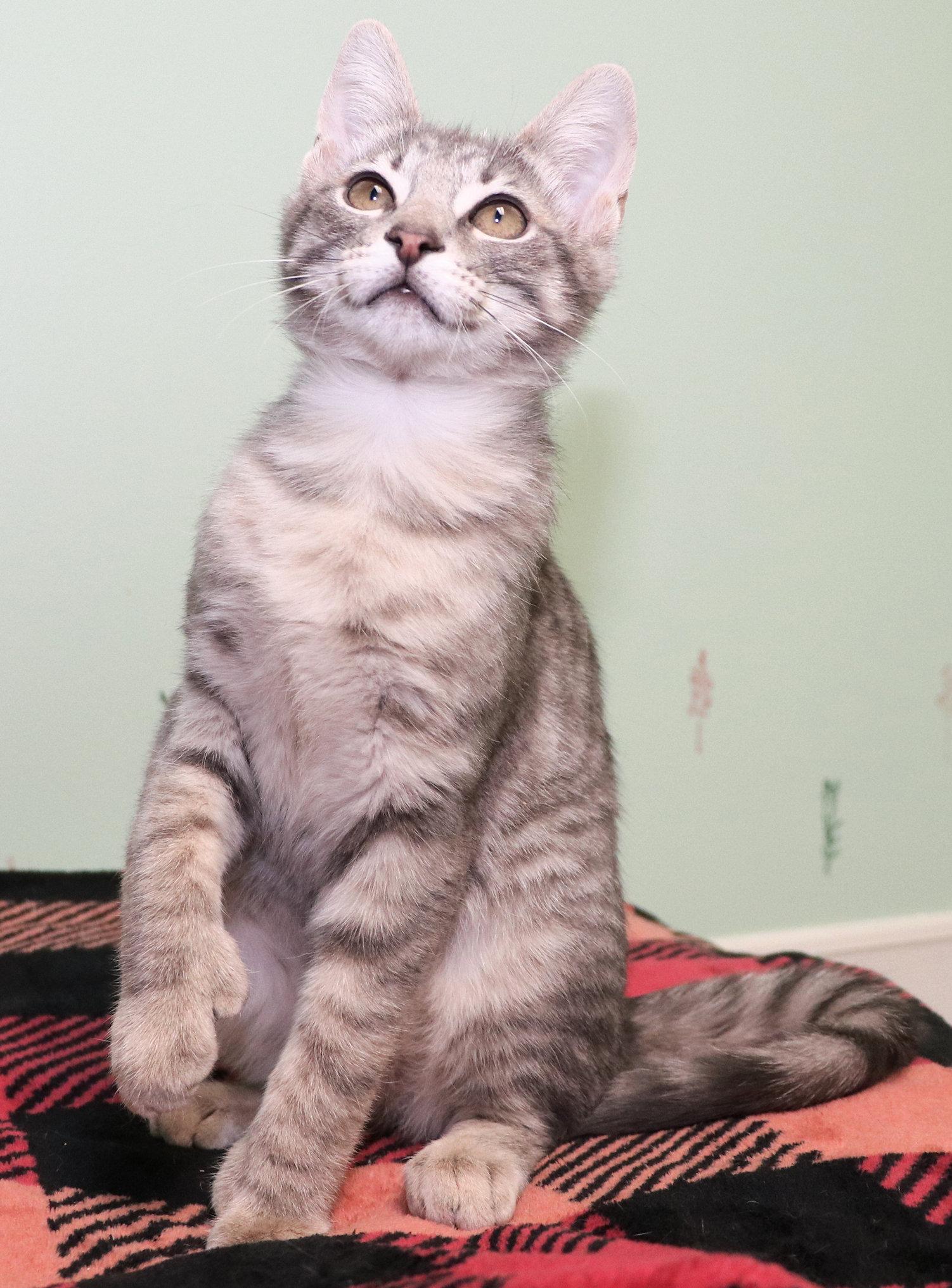 Enlarge Stu Lou Who, an adopted mixed breed in Cincinnati, OH image 2/3