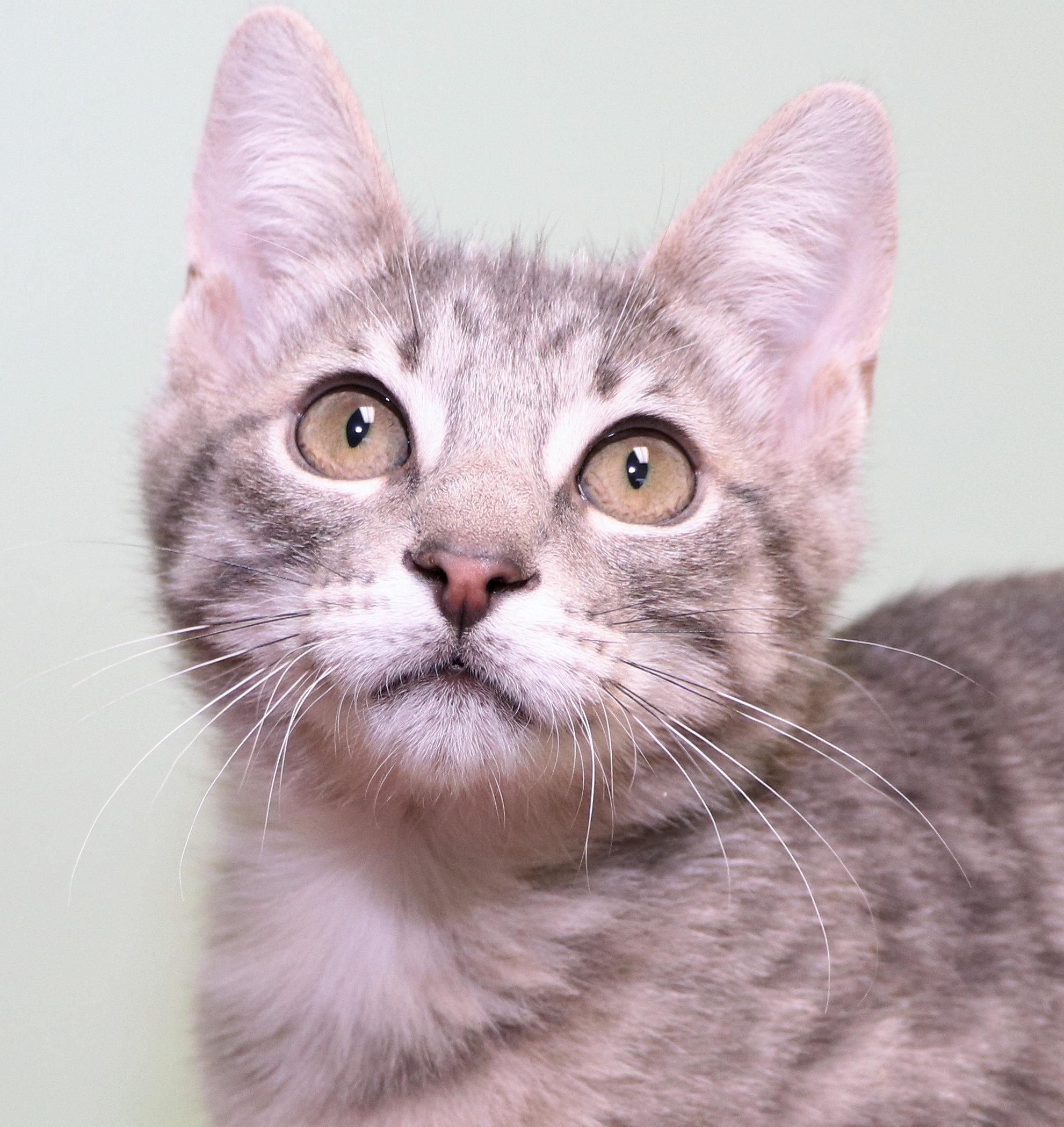 Enlarge Stu Lou Who, an adopted mixed breed in Cincinnati, OH image 1/3