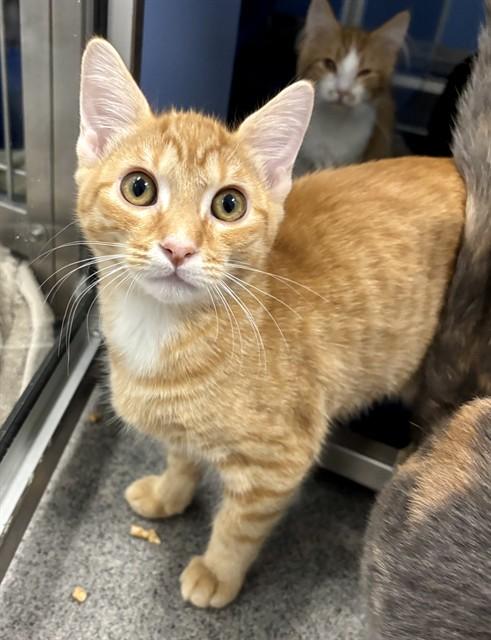 Enlarge TOKYO, a Adoptable Domestic Short Hair in Kalamazoo, MI image 1/1