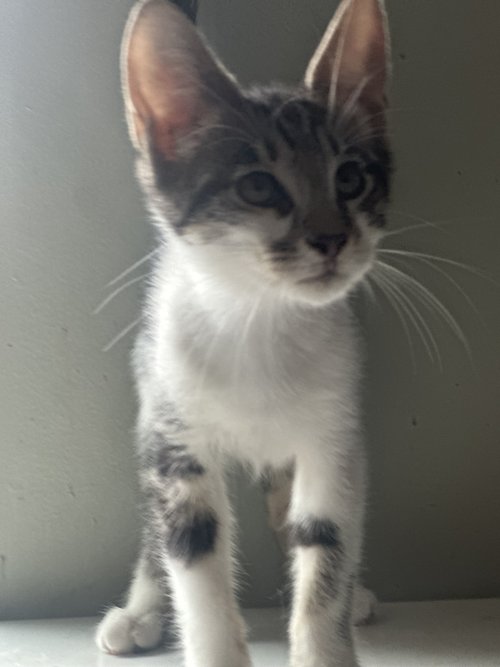 Dopey, Adopted, Kitten Male American Shorthair.
