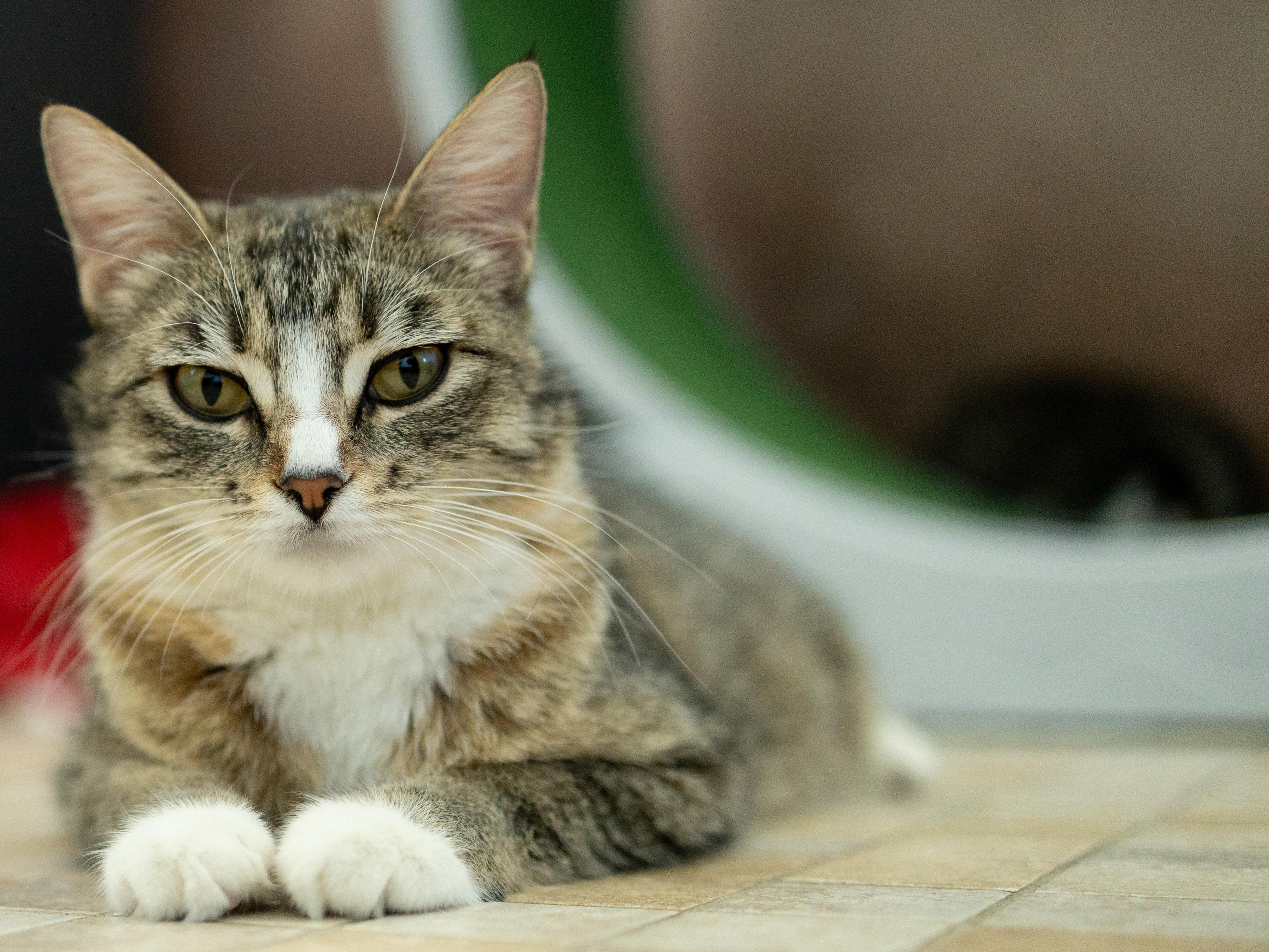 Dolly, Adoptable, Young Female Tabby & Domestic Short Hair.