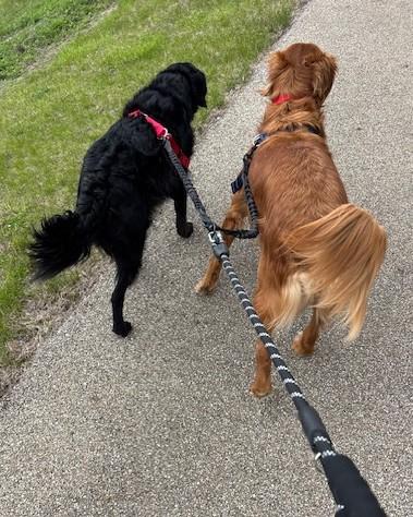 Bernie and Maverick, a ADOPTABLE mixed breed in Mchenry, IL image 6/6