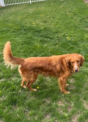 Bernie and Maverick, a ADOPTABLE mixed breed in Mchenry, IL image 4/6