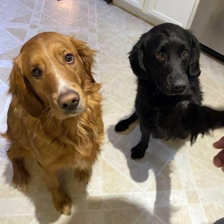 Bernie and Maverick, a ADOPTABLE mixed breed in Mchenry, IL image 1/6
