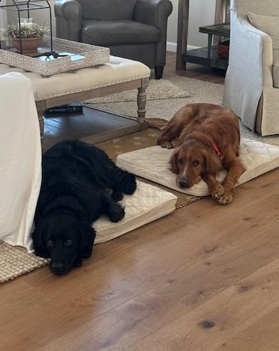Bernie and Maverick, a ADOPTABLE mixed breed in Mchenry, IL image 2/6