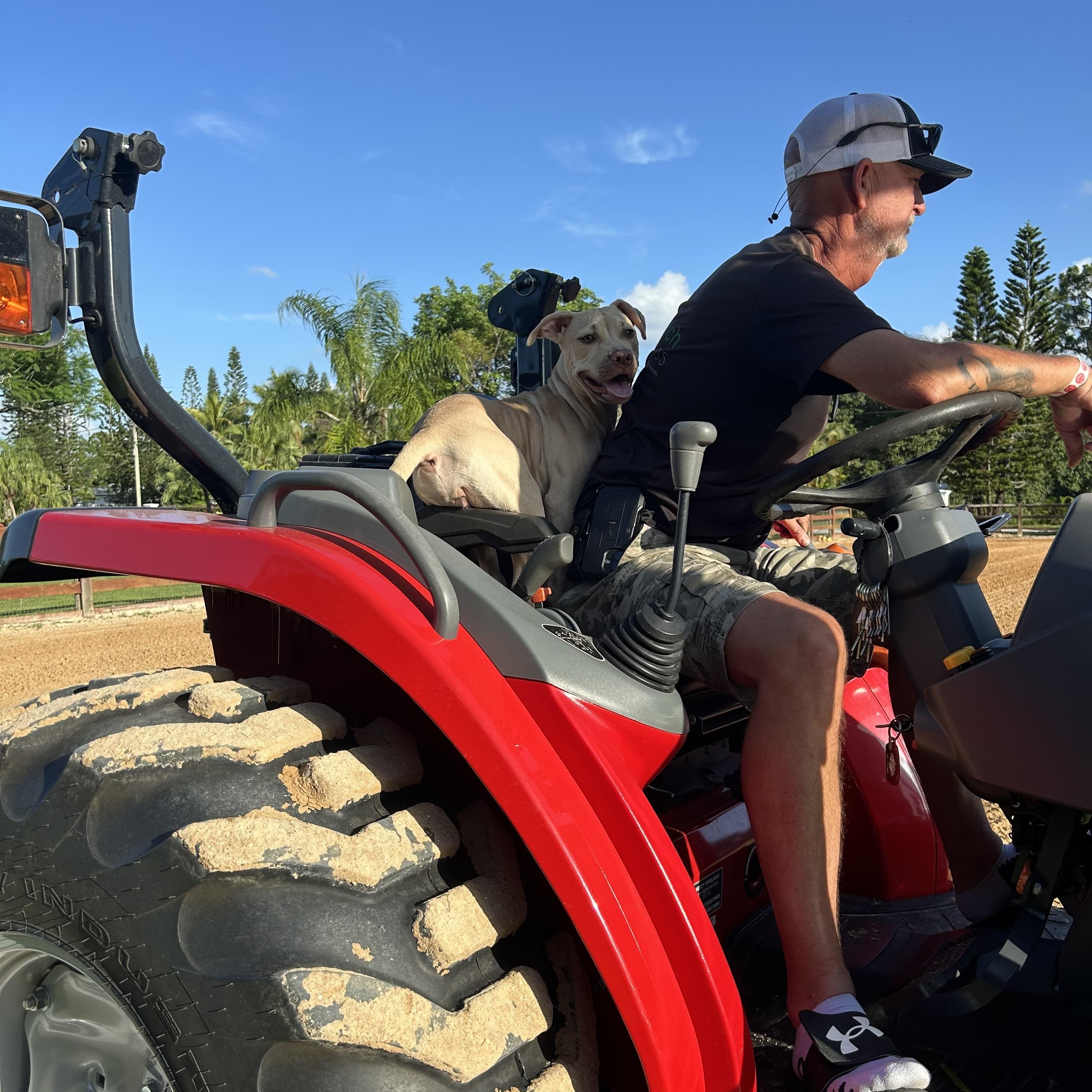 Enlarge Tink, a Adoptable mixed breed in Palm springs, FL image 2/6