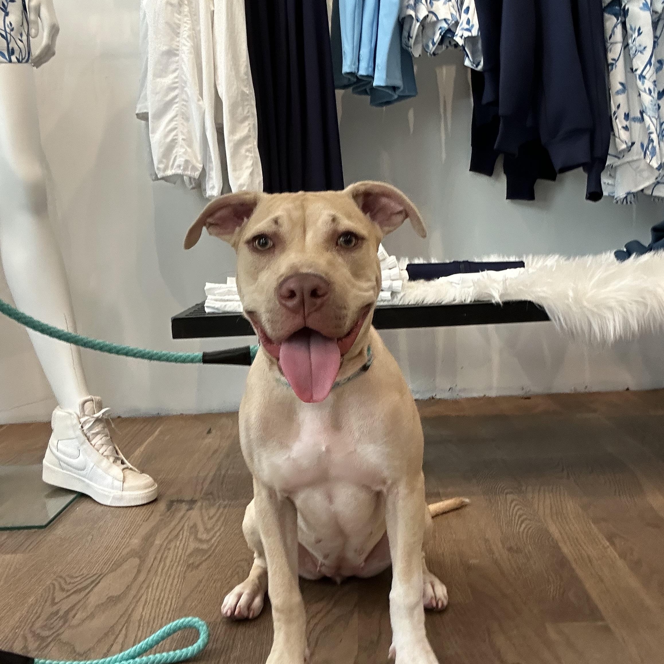 Enlarge Tink, a Adoptable mixed breed in Palm springs, FL image 1/6