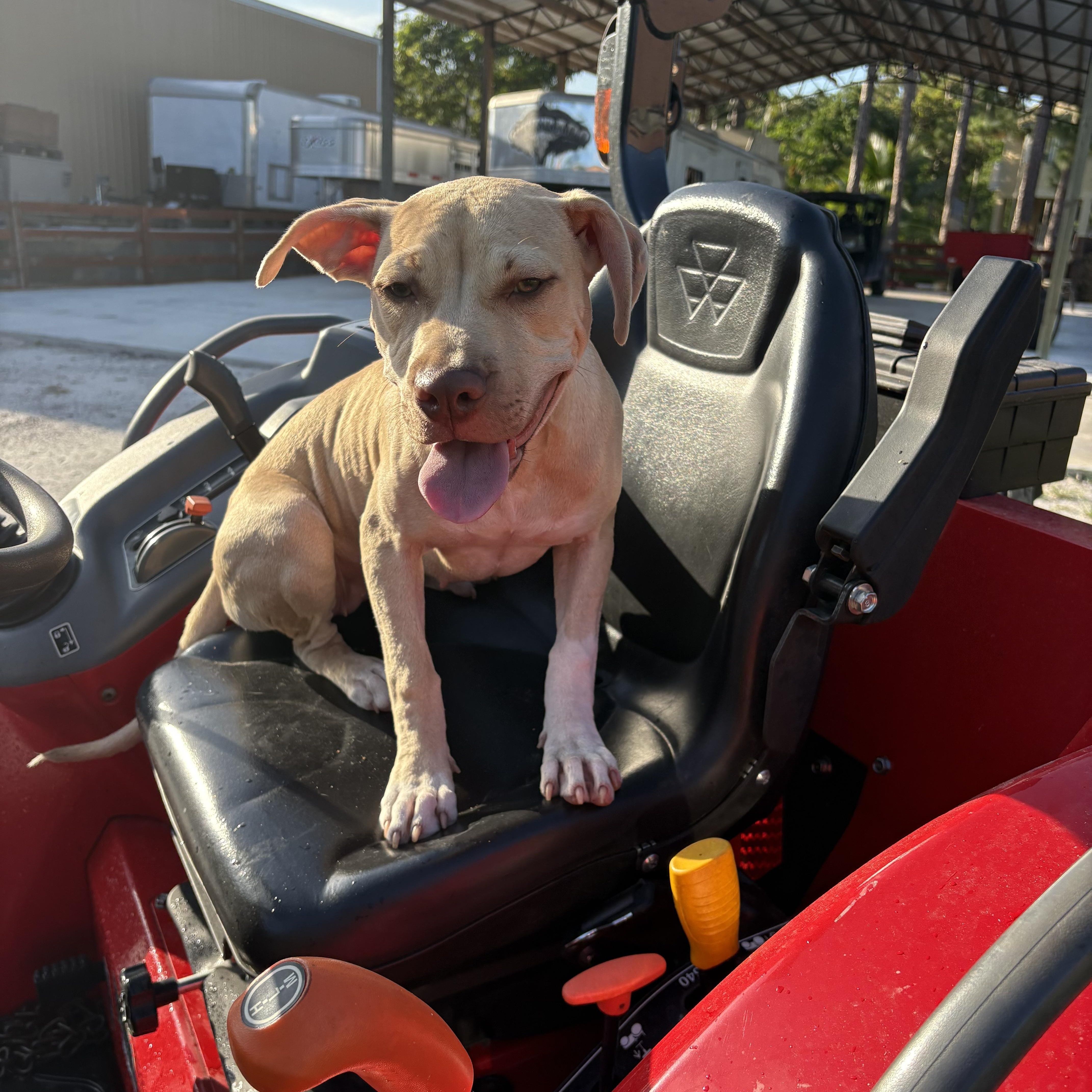 Enlarge Tink, a Adoptable mixed breed in Palm springs, FL image 3/6
