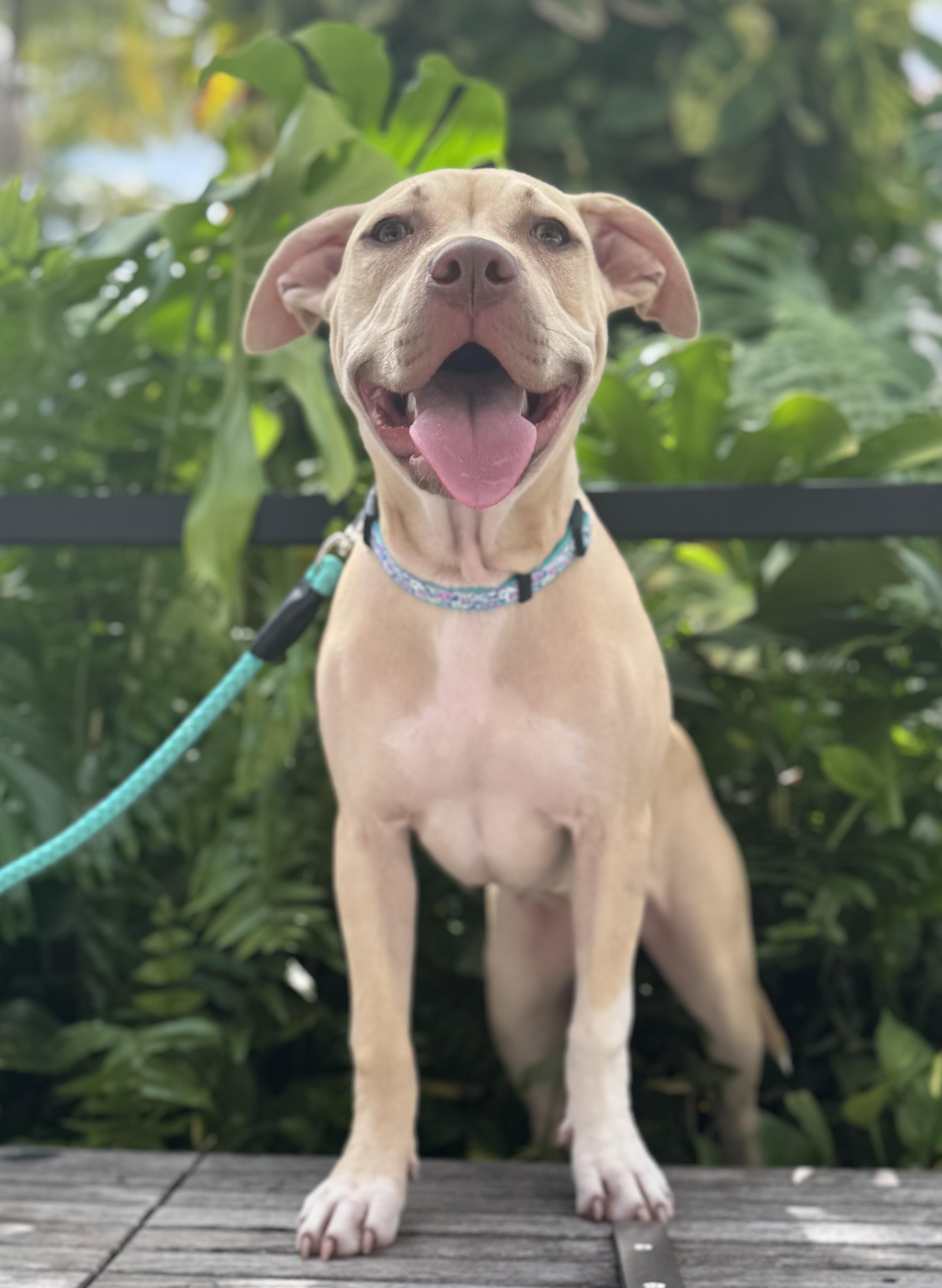 Enlarge Tink, a Adoptable mixed breed in Palm springs, FL image 4/6