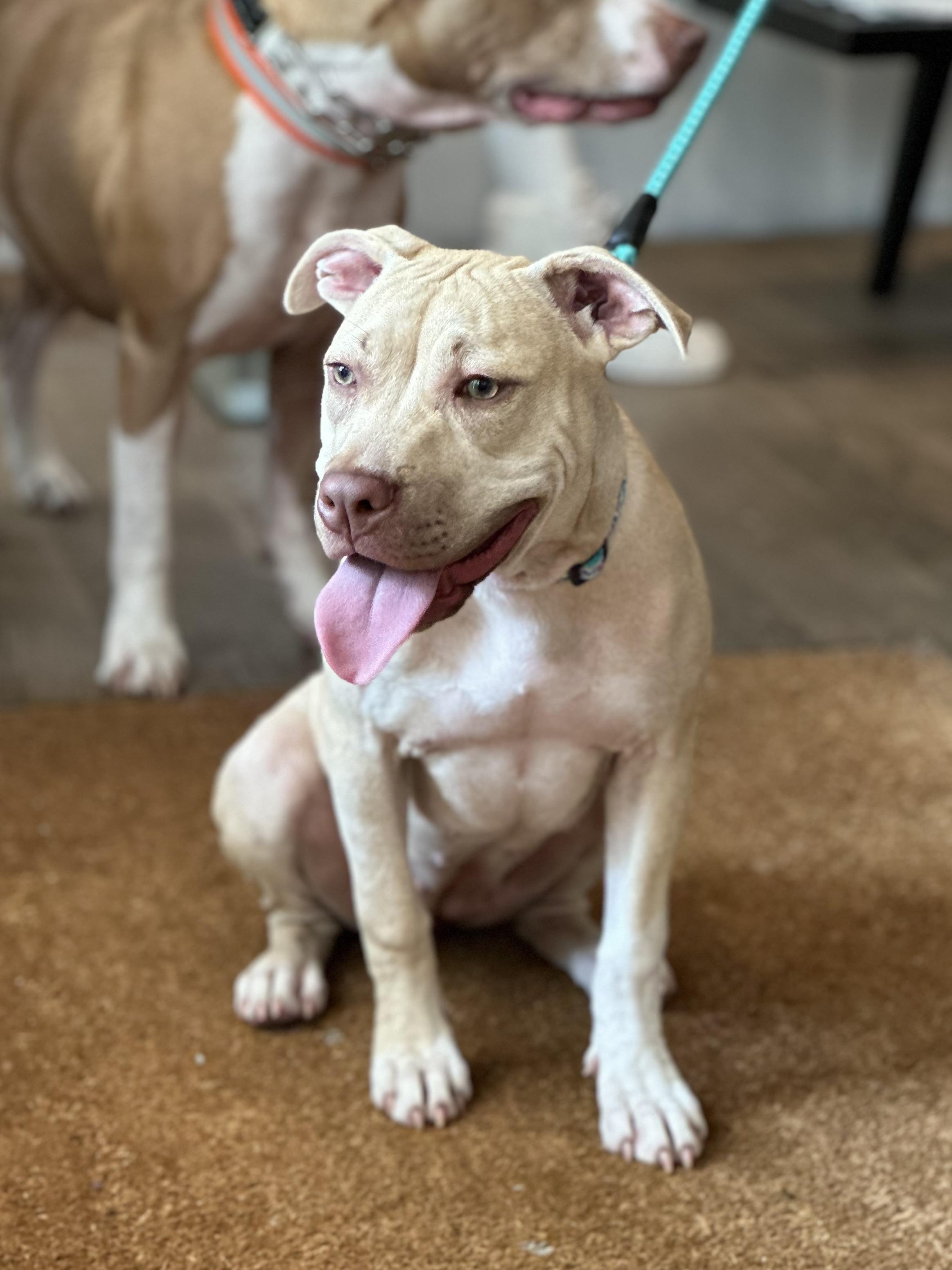 Enlarge Tink, a Adoptable mixed breed in Palm springs, FL image 5/6