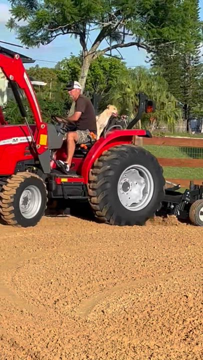 Enlarge Tink, a Adoptable mixed breed in Palm springs, FL video 6/6