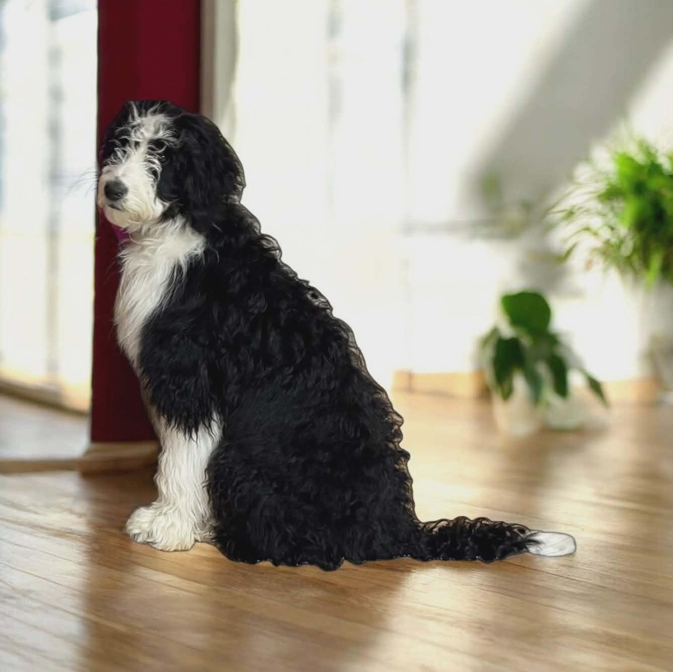 Tracker, a Adopted mixed breed in Ashville, OH image 2/3