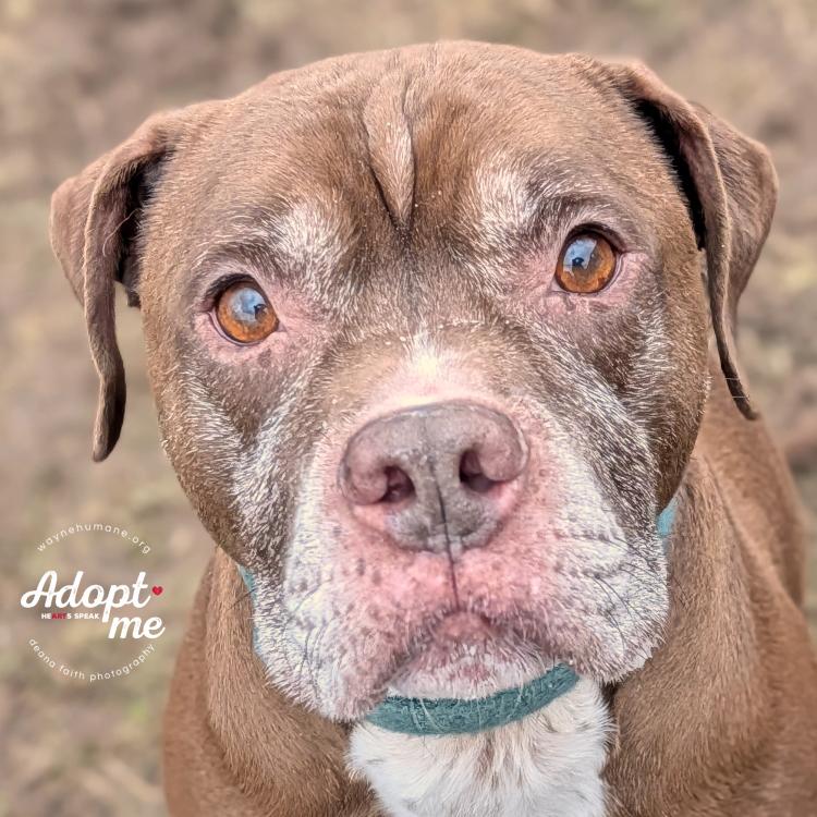 Enlarge Bernie, a ADOPTABLE mixed breed in Lyons, NY image 1/5