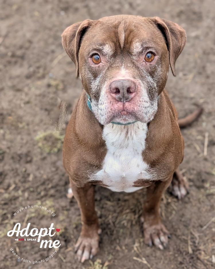 Enlarge Bernie, a ADOPTABLE mixed breed in Lyons, NY image 4/5