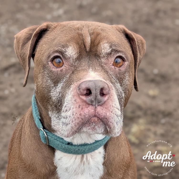 Enlarge Bernie, a ADOPTABLE mixed breed in Lyons, NY image 5/5
