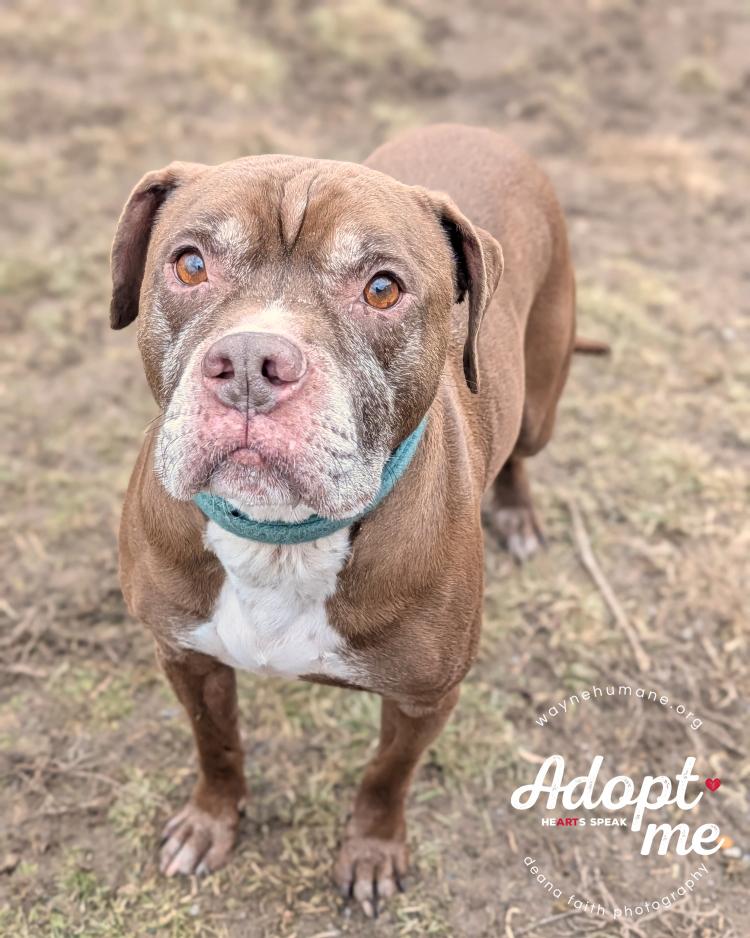 Enlarge Bernie, a ADOPTABLE mixed breed in Lyons, NY image 3/5