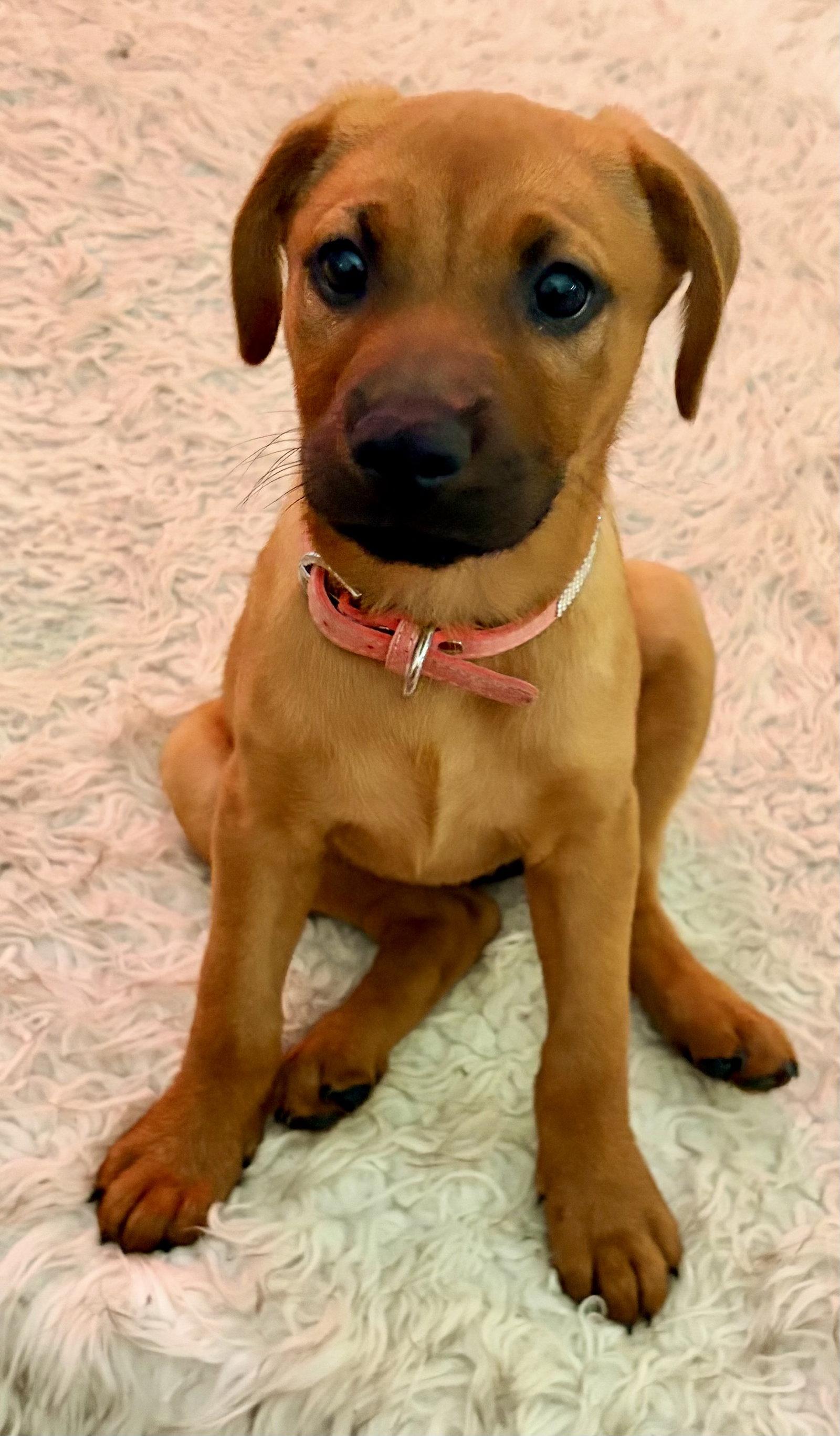 Ally, Adopted, Puppy Female Labrador Retriever & Golden Retriever.