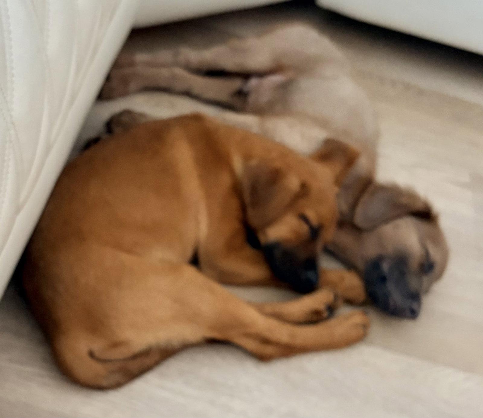 Enlarge Ally, a Adopted mixed breed in Royal Palm Beach, FL image 3/3
