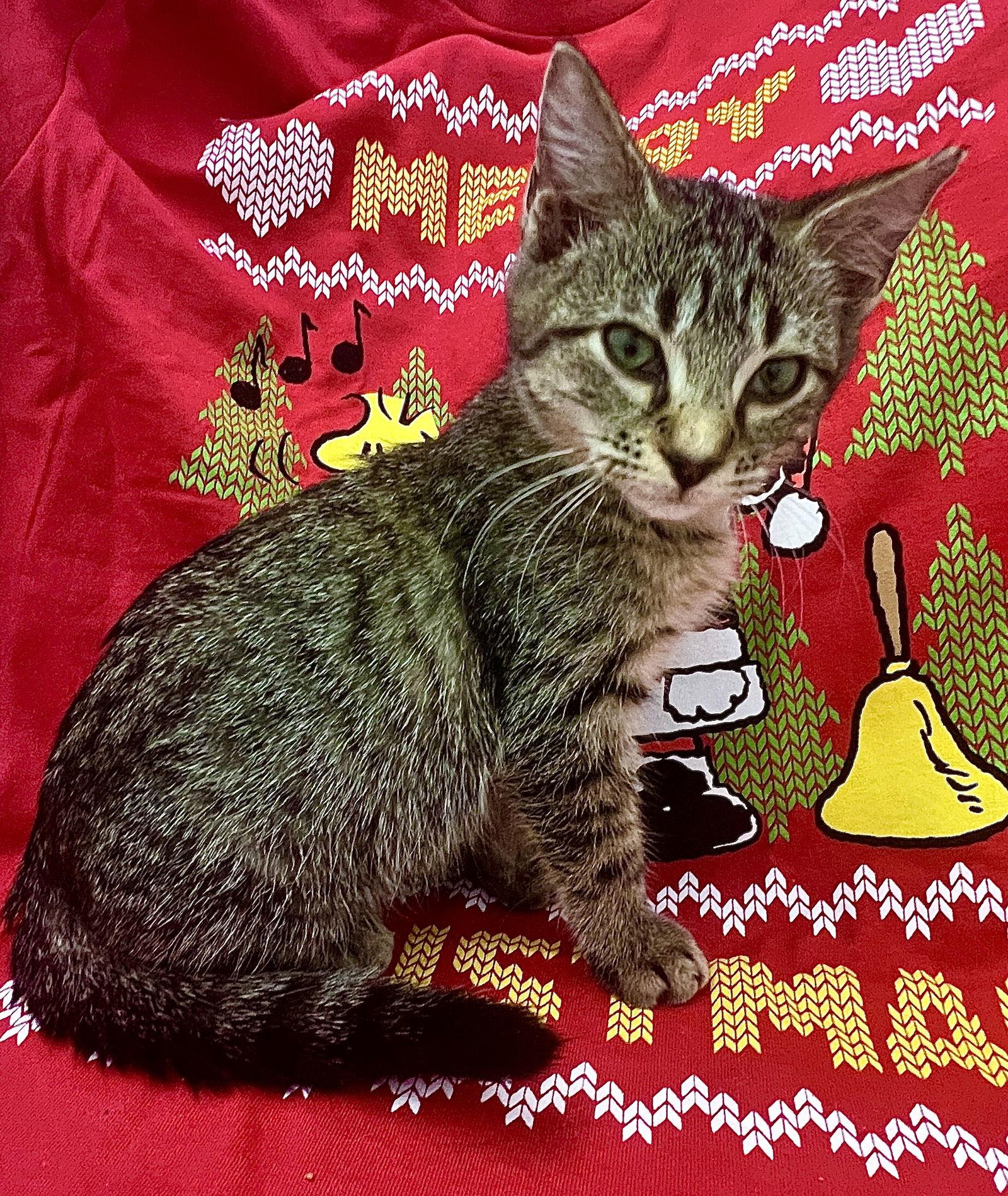 KC, Adoptable, Kitten Male Domestic Short Hair.