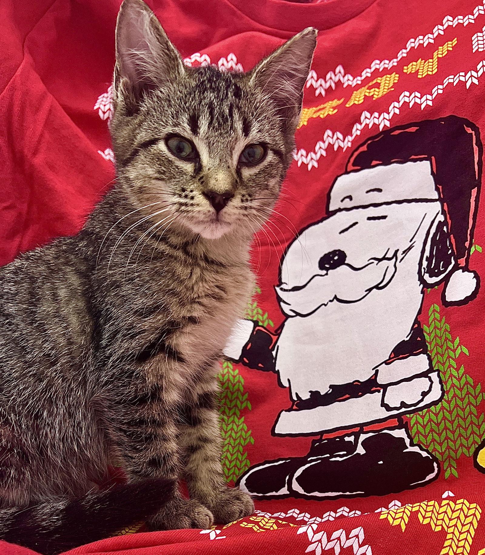 Enlarge KC, a Adoptable Domestic Short Hair in Orlando, FL image 2/3