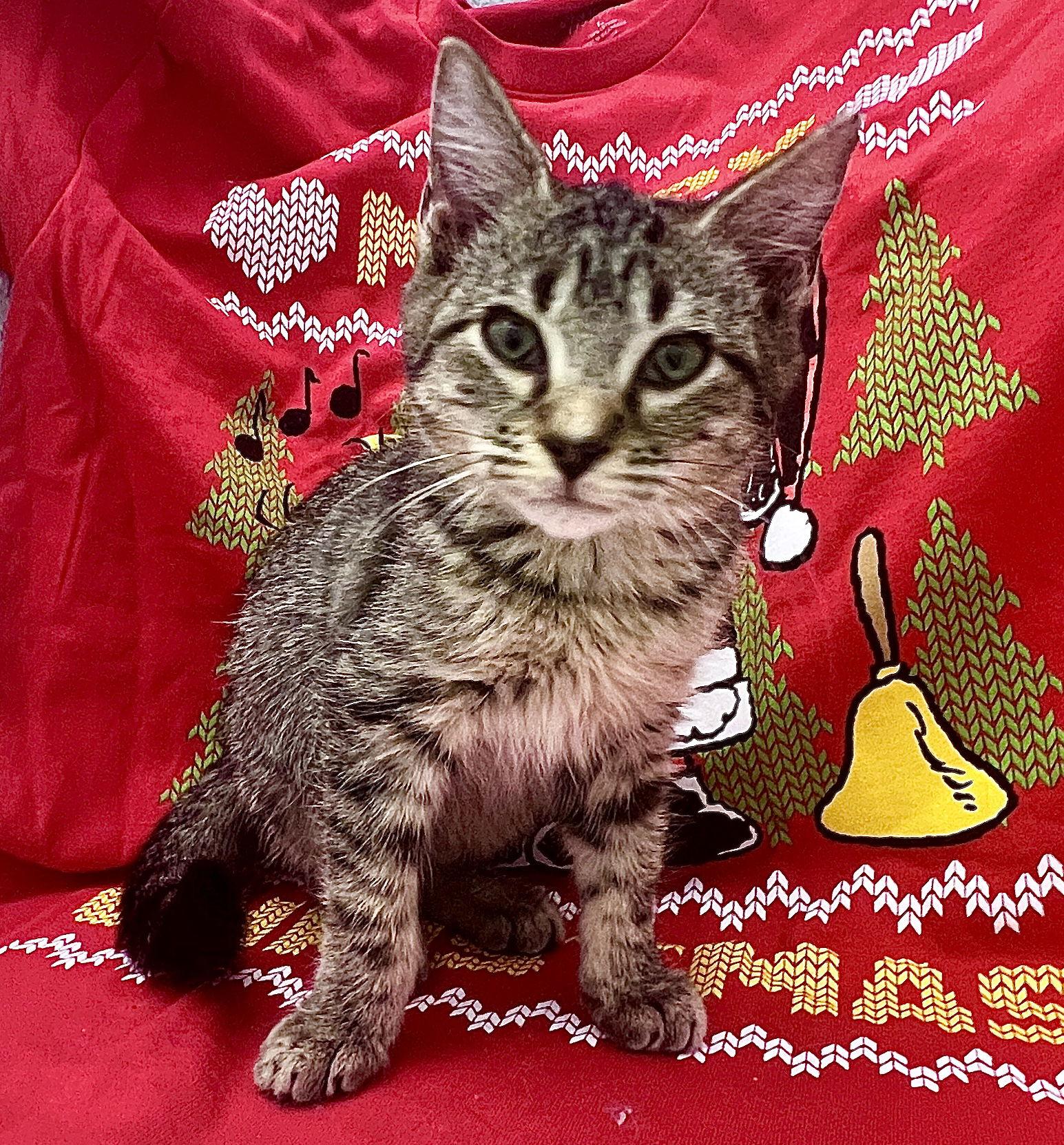 Enlarge KC, a Adoptable Domestic Short Hair in Orlando, FL image 3/3