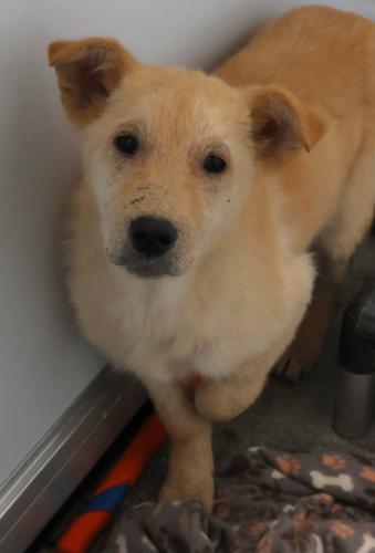 Enlarge Tucker, a Adoptable mixed breed in Thief River Falls, MN image 1/1