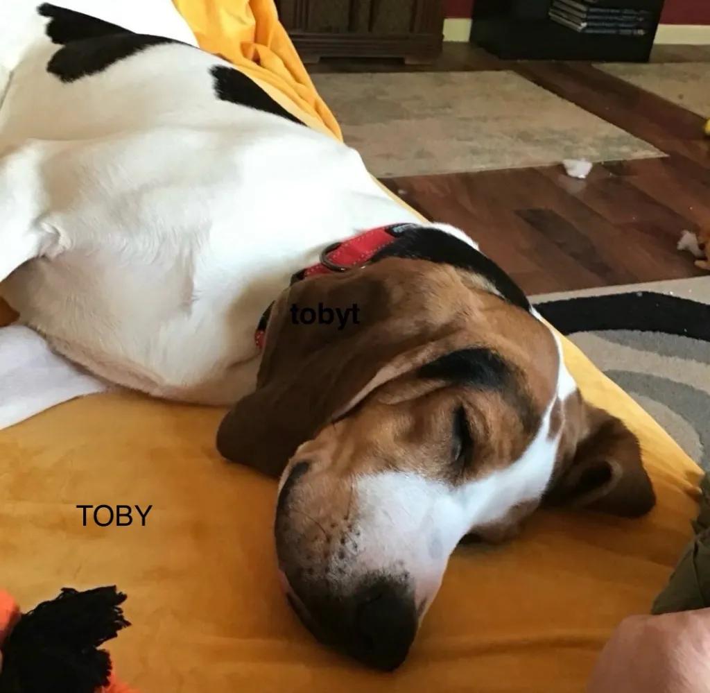 Toby Charles