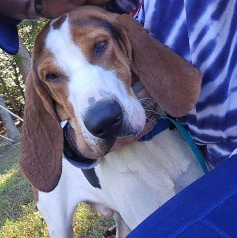 Toby Charles, a Adoptable Treeing Walker Coonhound in Waldorf, MD image 2/5