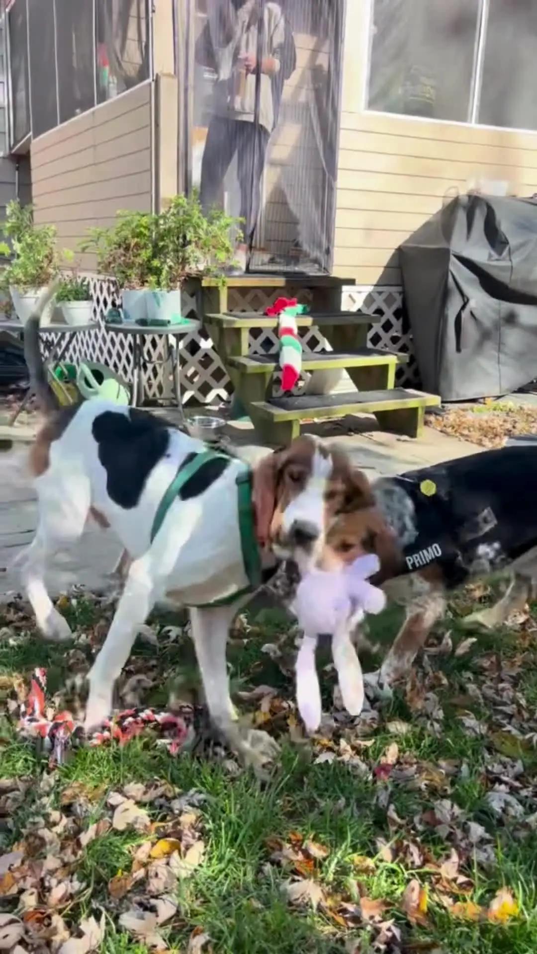 Toby Charles, a Adoptable Treeing Walker Coonhound in Waldorf, MD image 5/5