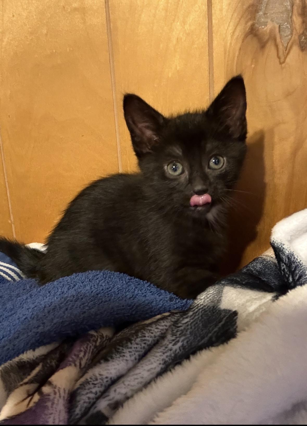Enlarge Houdini, a ADOPTABLE Domestic Short Hair in Chesapeake Beach, MD image 1/1