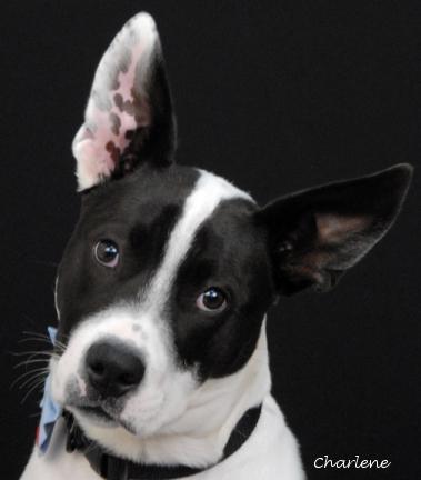 Rookie, Adoptable, Young Male Terrier.