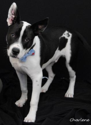 Enlarge Rookie, a Adoptable mixed breed in Newland, NC image 2/2