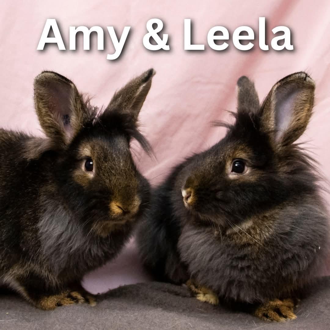 Amy & Leela, Adoptable, Adult Female Lionhead.
