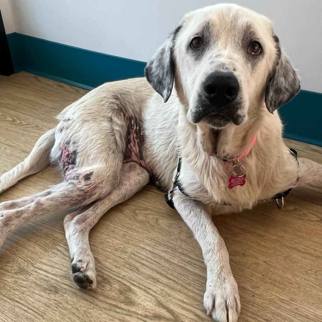 Study Buddy 14460, Adoptable, Senior Female Great Pyrenees.